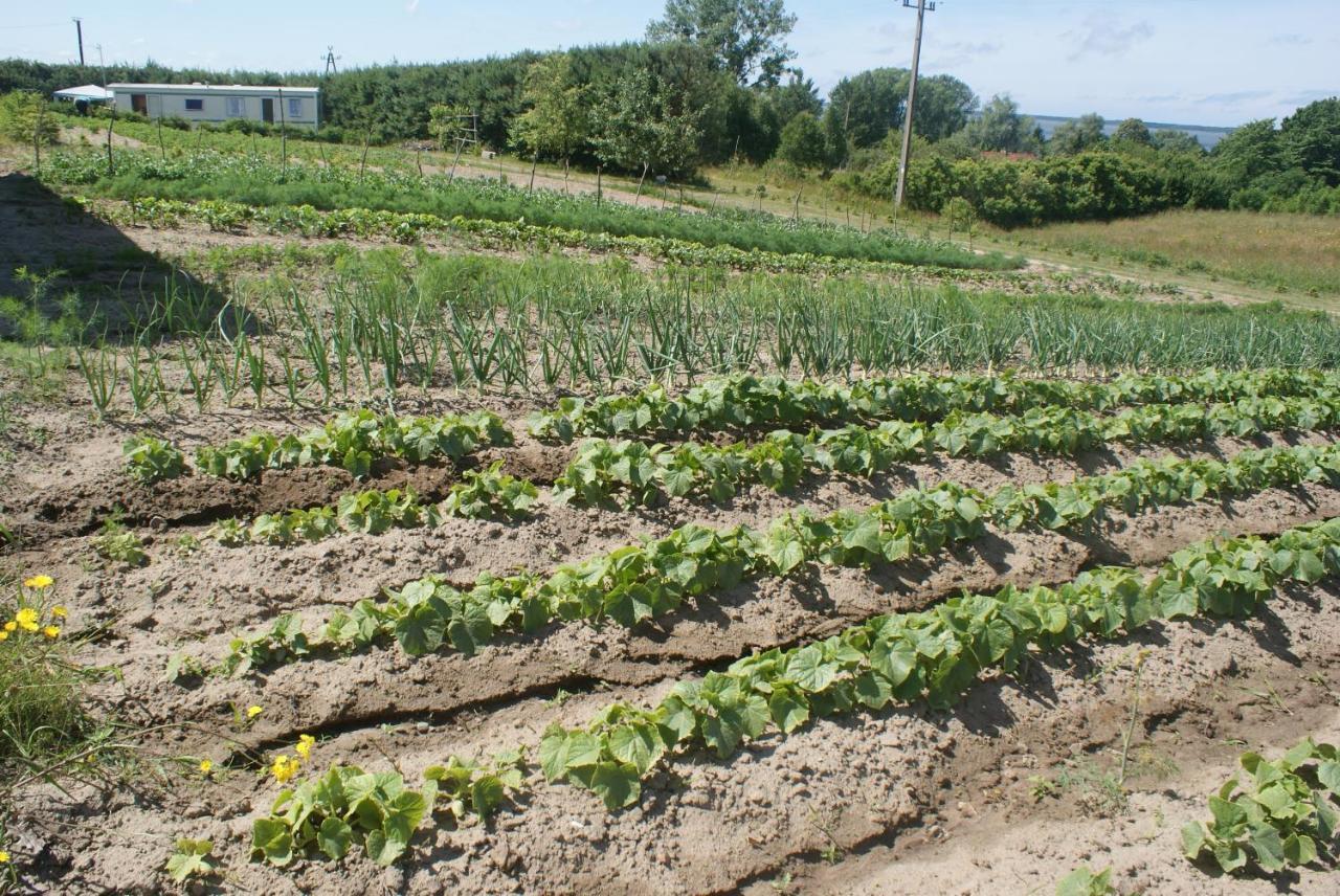 Agrodomki Okej -Dom Koko Gardna Wielka エクステリア 写真